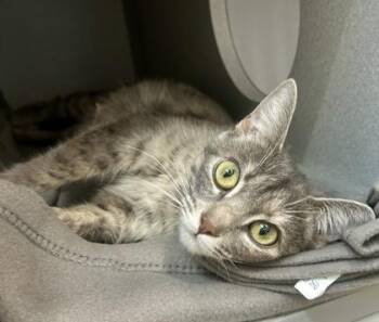 Lady Beatrice -  Domestic Short Hair Cat for Adoption in Sacramento, California - Lady Beatrice | PetCurious