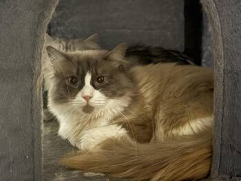 Sully -  Ragdoll Cat for Adoption in Lehigh Acres, Florida - Sully | PetCurious