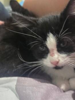 Baloo -  Domestic Short Hair Cat for Adoption in Grand Rapids, Michigan - Baloo | PetCurious