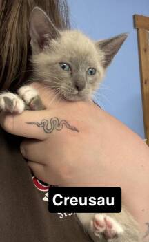 Creusau -  Siamese Cat for Adoption - Creusau | PetCurious