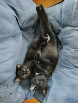 Rescue Domestic Short Hair Cats for Adoption in Blaine, Minnesota - Juice Newton And Windsor Newton | PetCurious