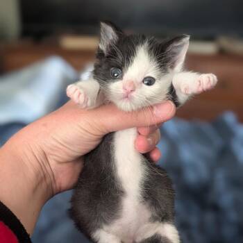 James Bond -  Domestic Short Hair Cat for Adoption in Calgary, Alberta - James Bond | PetCurious