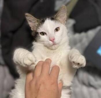 Rescue Domestic Medium Hair and Tabby Cats for Adoption in Liverpool, Texas - Chimkin | PetCurious