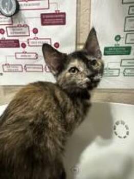 Octave -  Domestic Short Hair Cat for Adoption in Manitowoc, Wisconsin - Octave | PetCurious