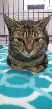 Hollis -  Domestic Short Hair Cat for Adoption in Denham Springs, Louisiana - Hollis | PetCurious