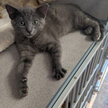 Jill -  Domestic Short Hair Cat for Adoption in Greenville, Pennsylvania - Jill | PetCurious