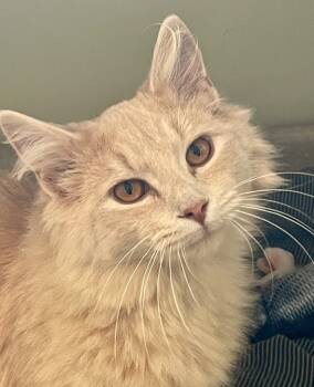 Rescue Domestic Long Hair Cats for Adoption in Westfield, New York - Simba | PetCurious