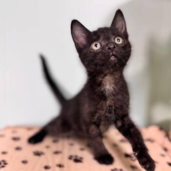 Domestic Short Hair Cats Available for Adoption in Brownsboro, Alabama - Pumbaa | PetCurious