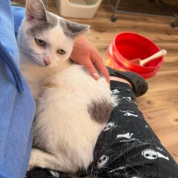 Lil Mama -  Domestic Short Hair Cat for Adoption in Richmond Dale, Ohio - Lil Mama | PetCurious