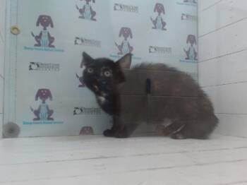 Domestic Short Hair Cats Available for Adoption in Orlando, Florida - BEATRICE | PetCurious