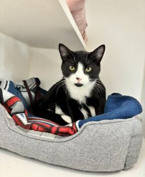 Cooper (Available w/ bonded brother, Cecil) -  Domestic Short Hair Cat Available for Adoption in Plymouth, Connecticut - Cooper (Available W/ Bonded Brother, Cecil) | PetCurious