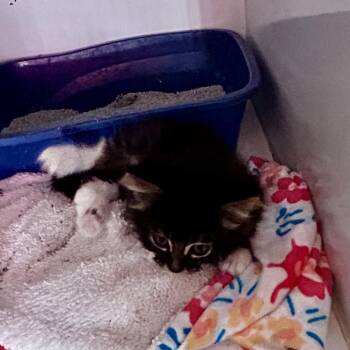 Xander -  Domestic Long Hair Cat for Adoption in Moses Lake, Washington - Xander | PetCurious