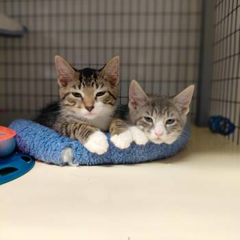 Peter and Wendy -  Domestic Short Hair Cat for Adoption in Littleton, New Hampshire - Peter And Wendy | PetCurious