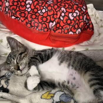 Blu -  Domestic Short Hair Cat for Adoption in West Palm Beach, Florida - Blu | PetCurious