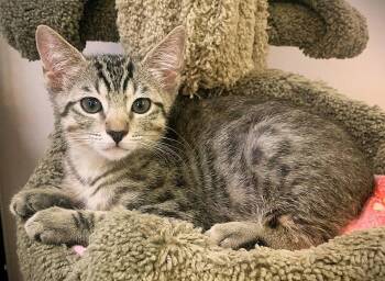 Kitten Patrick -  Domestic Short Hair Cat for Adoption in Seal Beach, California - Kitten Patrick | PetCurious