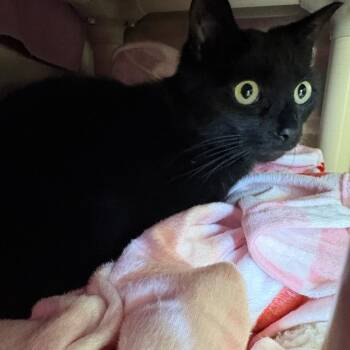 Bello -  Domestic Short Hair Cat for Adoption in Enfield, New Hampshire - Bello | PetCurious