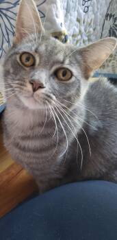 Sylvia -  American Shorthair Cat for Adoption in Springfield, Massachusetts - Sylvia | PetCurious