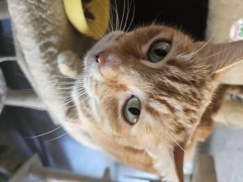 Rescue Domestic Short Hair Cats for Adoption in Alpine, Texas - Missy | PetCurious