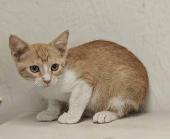 Elvis -  Domestic Short Hair and Tabby Cat for Adoption in West Palm Beach, Florida - Elvis | PetCurious