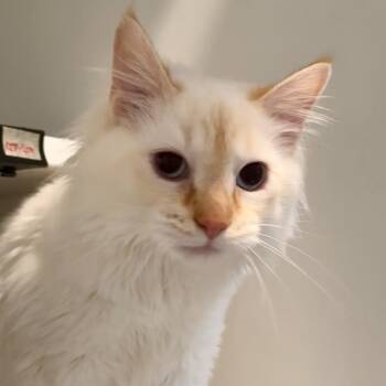 Geranium -  Domestic Medium Hair Cat for Adoption in Saint Charles, Missouri - Geranium | PetCurious