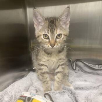 Parsnip -  Domestic Short Hair Cat for Adoption in Clavet, Saskatchewan - Parsnip | PetCurious