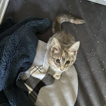 Tripod -  Domestic Short Hair Cat for Adoption in Winston-salem, North Carolina - Tripod | PetCurious
