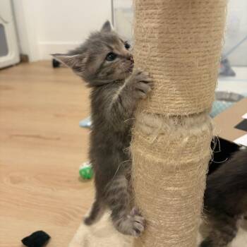 Letty -  Domestic Short Hair Cat for Adoption in Elfin Forest, California - Letty | PetCurious
