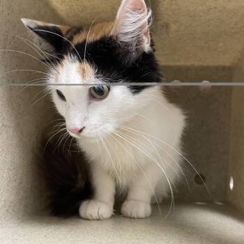 Butterscotch -  Domestic Short Hair Cat for Adoption in Philadelphia, Pennsylvania - Butterscotch | PetCurious