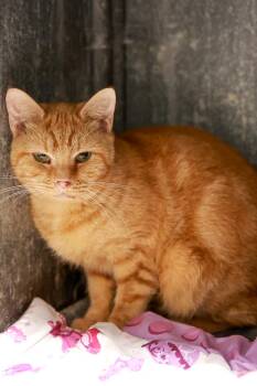 Rescue Domestic Short Hair Cats for Adoption in Loogootee, Indiana - Paris | PetCurious