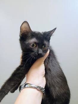 Dorothy -  Domestic Short Hair Cat for Adoption in Beatrice, Nebraska - Dorothy | PetCurious