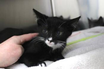 Ponyo -  Domestic Short Hair Cat for Adoption in Brunswick, Georgia - Ponyo | PetCurious