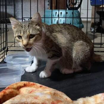 Brooklyn -  Domestic Short Hair Cat for Adoption in Rochester, Minnesota - Brooklyn | PetCurious