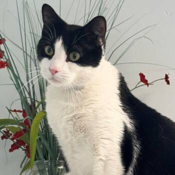 Domestic Short Hair Cats Available for Adoption - Bobby | PetCurious