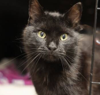 Rescue Domestic Short Hair Cats for Adoption in Hastings, Minnesota - Midnight | PetCurious