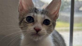 Rescue Domestic Short Hair Cats for Adoption in Houston, Texas - Lucy | PetCurious