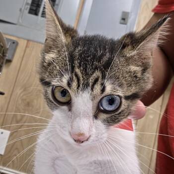Tia -  Domestic Short Hair Cat for Adoption in Leander, Texas - Tia | PetCurious