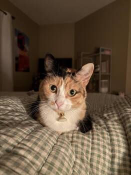 Willow -  Calico and Domestic Short Hair Cat for Adoption in Skyline, Minnesota - Willow | PetCurious