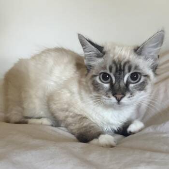 Icee -  Siamese Cat for Adoption in Villa Park, California - Icee | PetCurious