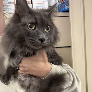 Pork Chop -  Domestic Long Hair Cat for Adoption in Columbia, South Carolina - Pork Chop | PetCurious