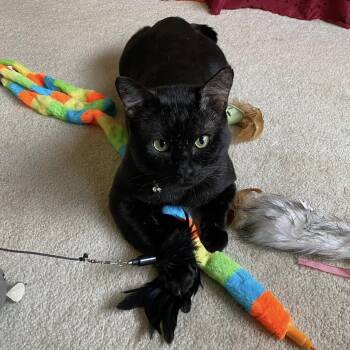 Domestic Short Hair Cats Available for Adoption in Redmond, Washington - Onyx | PetCurious