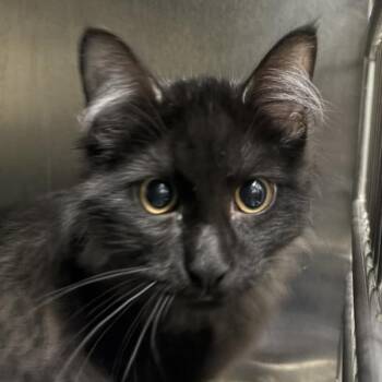 Kenneth -  Domestic Short Hair Cat for Adoption in Des Moines, Iowa - Kenneth | PetCurious