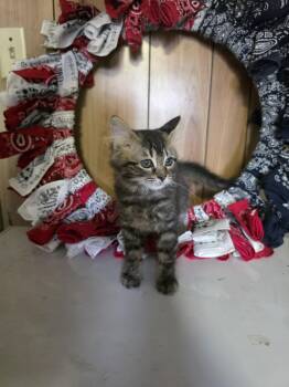 Fudge -  Domestic Medium Hair Cat for Adoption in Cosby, Tennessee - Fudge | PetCurious