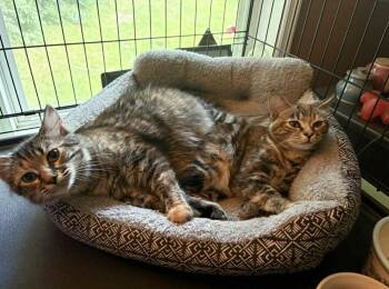 Domestic Medium Hair Cats Available for Adoption - Mosaic & Palette- BONDED PAIR | PetCurious