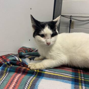 Kit -  Domestic Short Hair Cat for Adoption in Spruce Pine, North Carolina - Kit | PetCurious