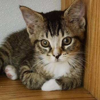 Lemon -  Domestic Short Hair Cat for Adoption in Shinnston, West Virginia - Lemon | PetCurious