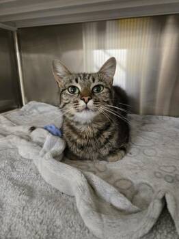 Rescue Domestic Short Hair Cats for Adoption in Casper, Wyoming - STAR | PetCurious