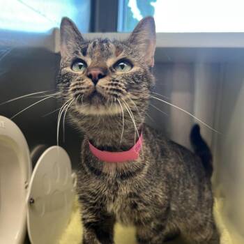 Orinoco -  Domestic Short Hair Cat for Adoption in Fairport, New York - Orinoco | PetCurious
