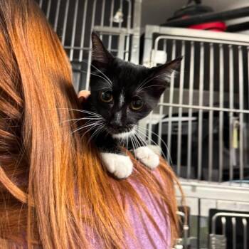 Bastet -  Domestic Short Hair Cat for Adoption in Edwardsville, Illinois - Bastet | PetCurious