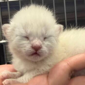 Drizzle -  Domestic Short Hair Cat Available for Adoption in Greensboro, North Carolina - Drizzle | PetCurious