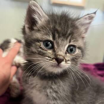 Yam (26-1W-1) -  Domestic Medium Hair Cat for Adoption in Rifle, Colorado - Yam (26-1W-1) | PetCurious